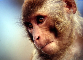 bonnet_macaque.jpg